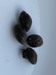 Ellobiidae