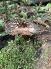 Pluteus perroseus