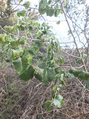 Prunus ilicifolia