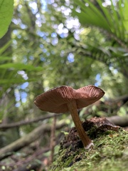 Pluteus perroseus