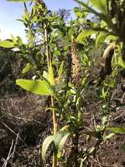 Phytolacca heterotepala