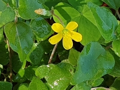 Oxalis corniculata