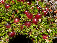 Coprosma atropurpurea