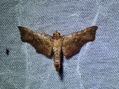 Thyrididae