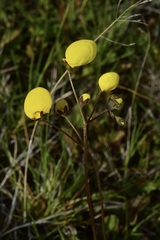 Calceolaria filicaulis