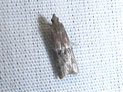 Moodna ostrinella