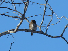 Glaucidium gnoma