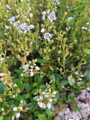 Veronica lanceolata
