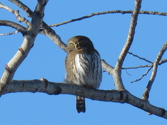 Glaucidium gnoma
