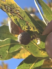 Cynips multipunctata