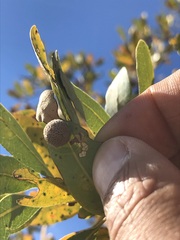 Cynips multipunctata
