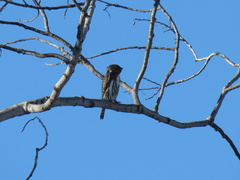 Glaucidium gnoma