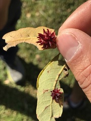 Cynips quercusechinus