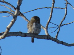 Glaucidium gnoma
