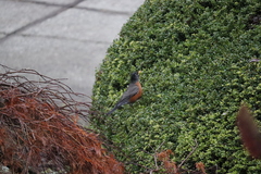 Turdus migratorius