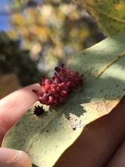 Cynips quercusechinus