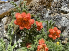 Caiophora chuquitensis