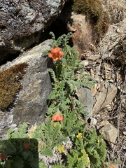 Caiophora chuquitensis