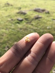 Phoradendron villosum