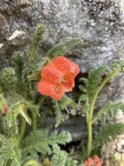 Caiophora chuquitensis