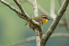 Basileuterus rufifrons