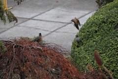Turdus migratorius