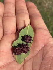 Cynips quercusechinus