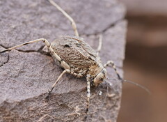 Acripeza reticulata