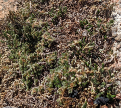 Selaginella peruviana