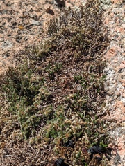 Selaginella peruviana