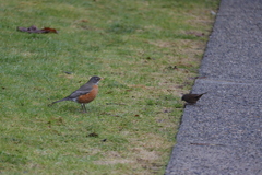 Turdus migratorius