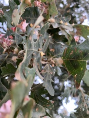 Andricus kingi
