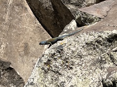 Sceloporus minor