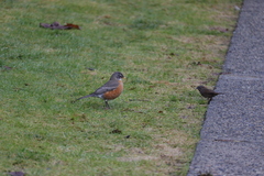 Turdus migratorius