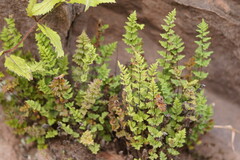 Cheilanthes