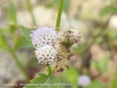 Praxelis clematidea