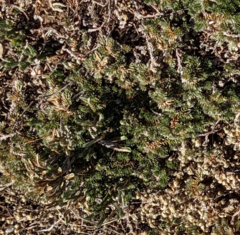 Selaginella peruviana