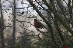 Turdus migratorius