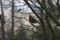 Turdus migratorius