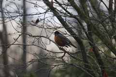Turdus migratorius