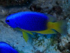 Pomacentrus caeruleus