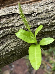 Citharexylum