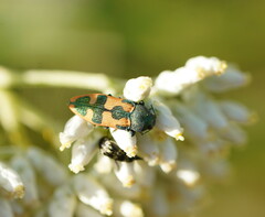 Castiarina hilaris