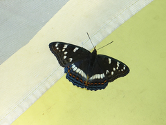 Limenitis populi
