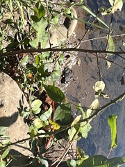 Lithobates berlandieri