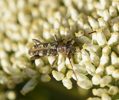 Pempsamacra dispersa