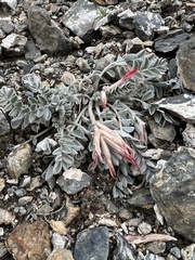 Astragalus coccineus