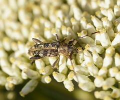 Pempsamacra dispersa