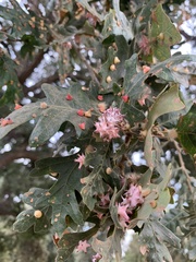 Cynips douglasii