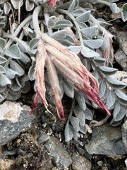 Astragalus coccineus